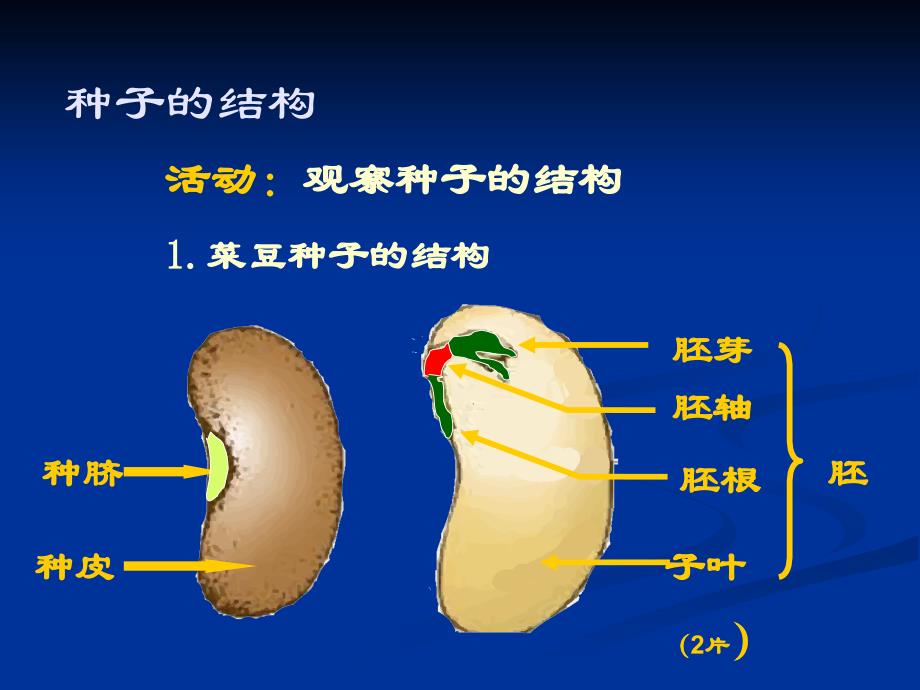 《种子萌发形成幼苗》PPT课件.ppt_第3页