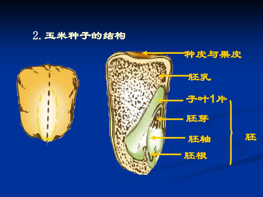 《种子萌发形成幼苗》PPT课件.ppt_第4页