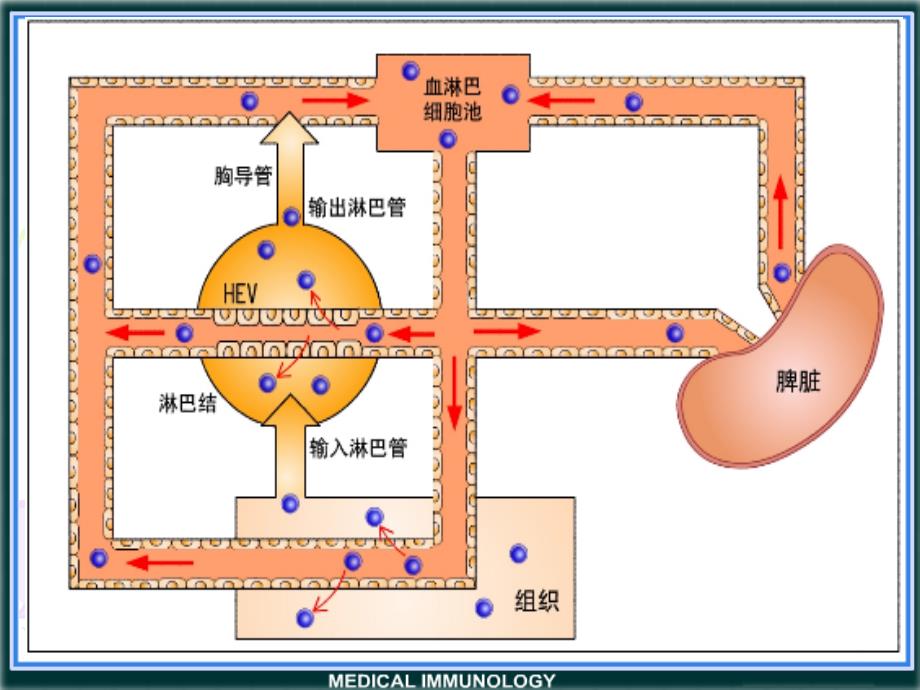 医学免疫学第三章抗原ppt课件_第4页