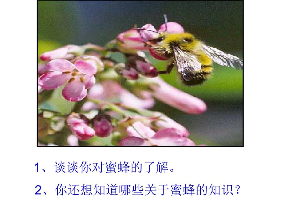 14《蜜蜂》课件_第3页