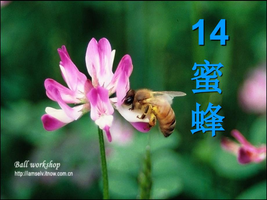 14《蜜蜂》课件_第4页