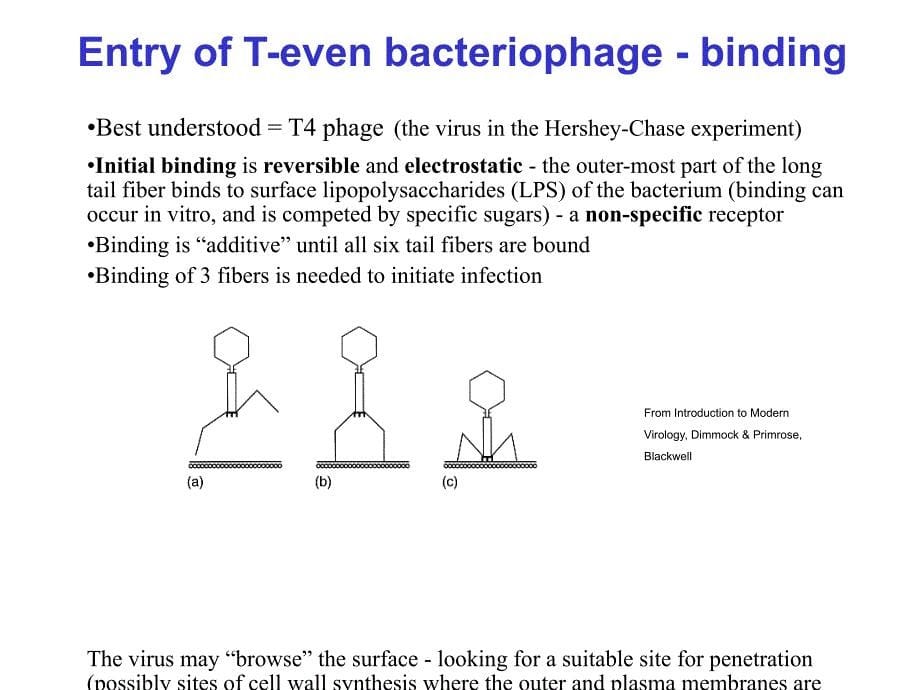 Virs binding and entry病毒结合和进入_第5页