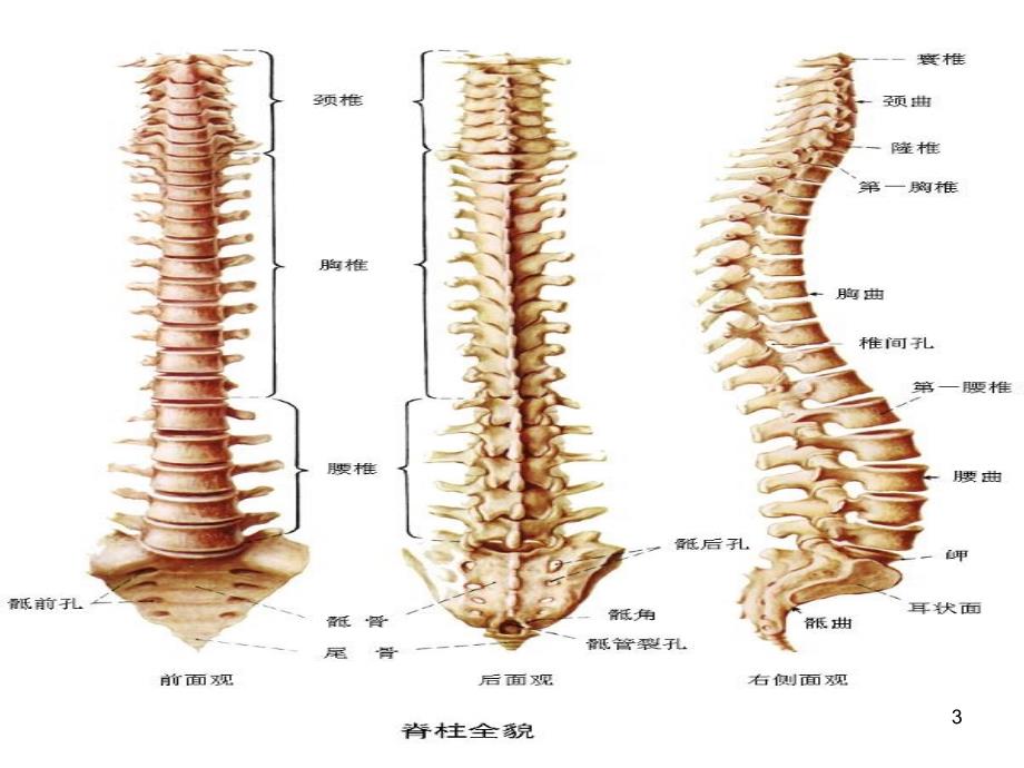 强直性脊柱炎ppt课件_第3页