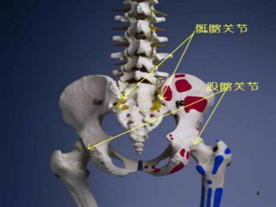 强直性脊柱炎ppt课件_第4页