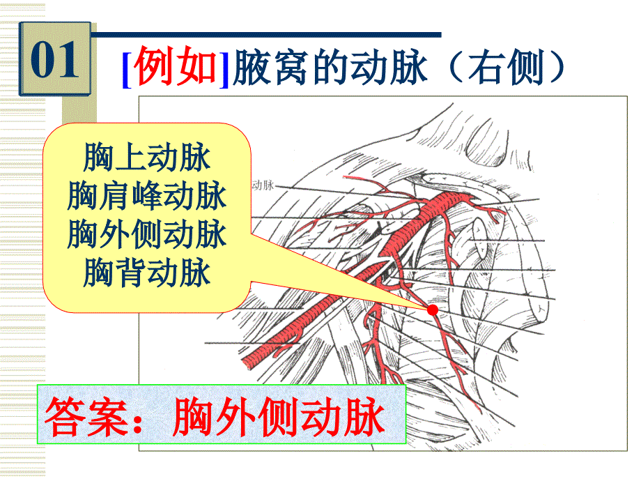 《麻醉解剖实验考》PPT课件_第2页