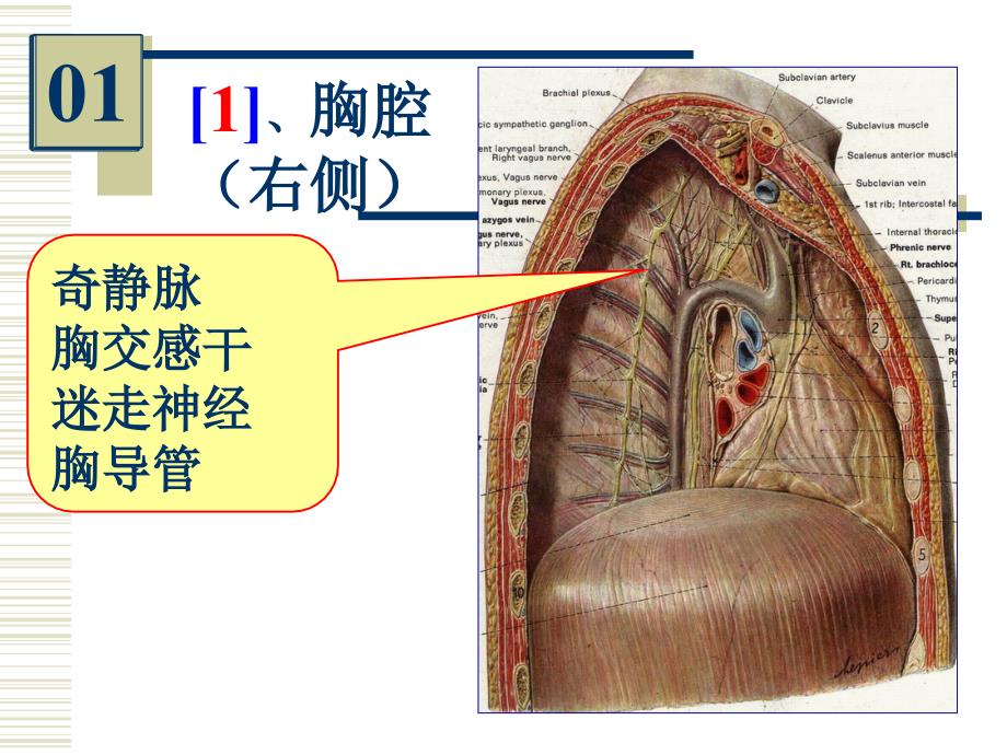 《麻醉解剖实验考》PPT课件_第3页