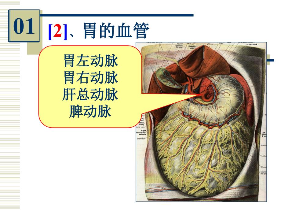 《麻醉解剖实验考》PPT课件_第4页