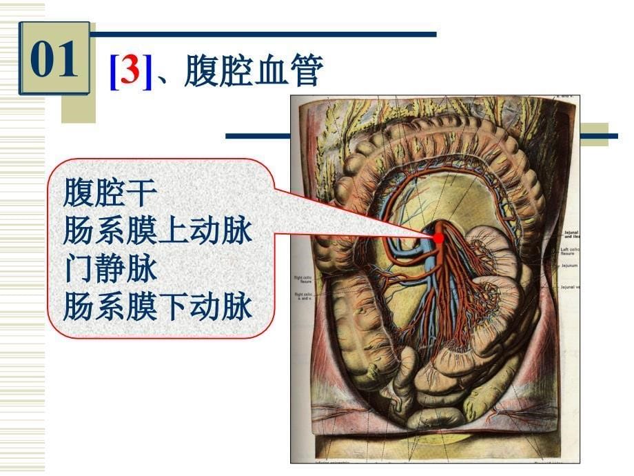 《麻醉解剖实验考》PPT课件_第5页