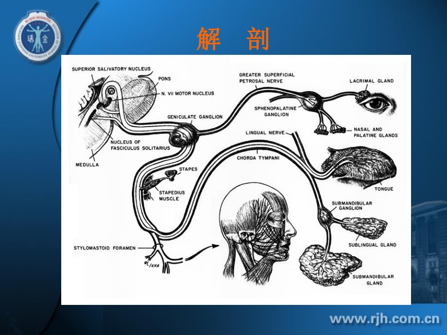 特发面神经麻痹_第3页