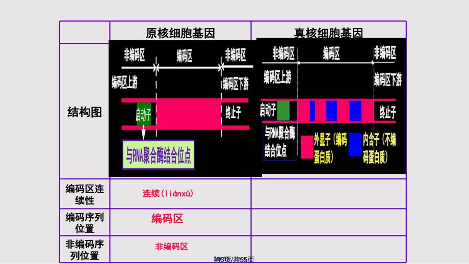 1.2.1基因工程的基本操作程序实用教案_第3页