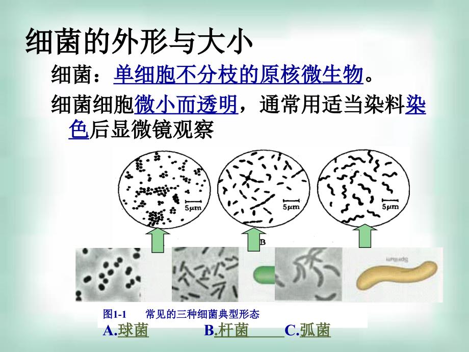 2.1微生物的实验室培养课件曾伟[精选文档]_第3页