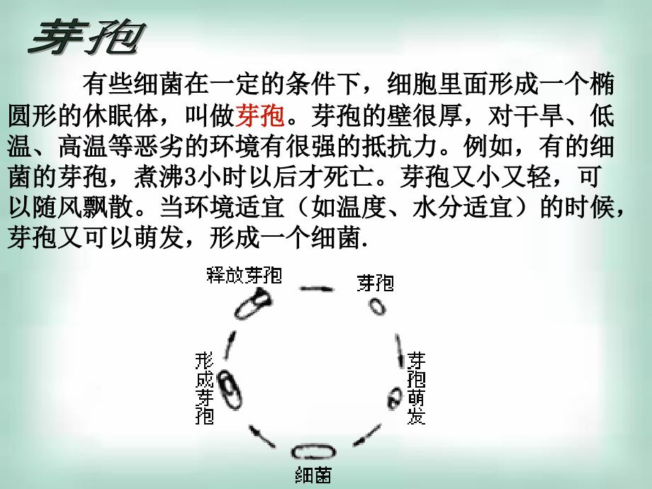 2.1微生物的实验室培养课件曾伟[精选文档]_第4页