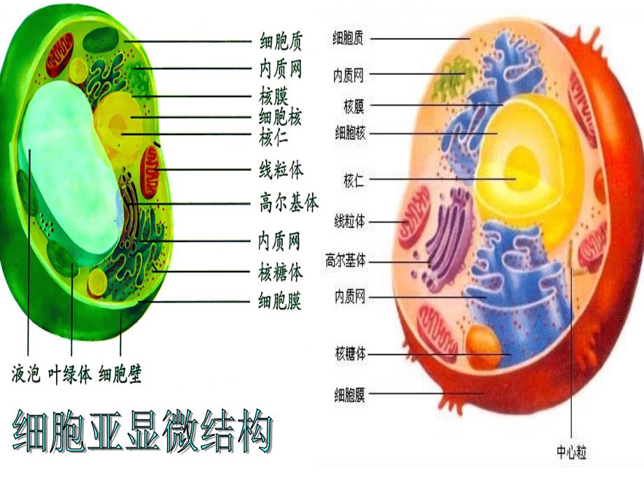 第三章细胞膜基本结构和功能_第3页