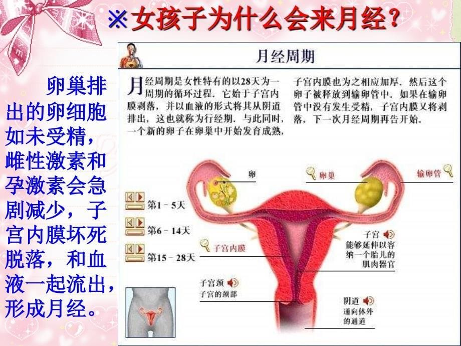 青春期健康知识讲座.ppt_第5页