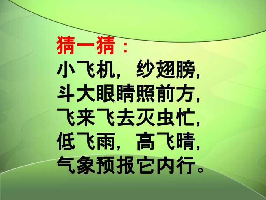 小学美术二年级上册《蜻蜓飞飞》PPT课件(1)课件_第1页