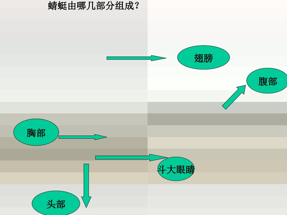 小学美术二年级上册《蜻蜓飞飞》PPT课件(1)课件_第3页