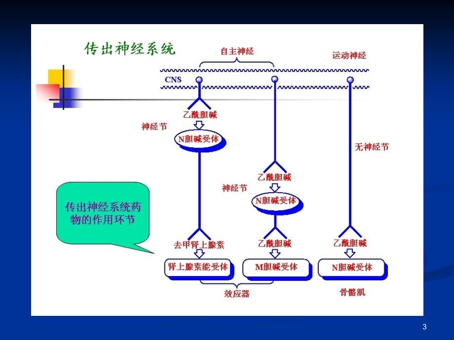 拟胆碱药物PPT课件_第3页