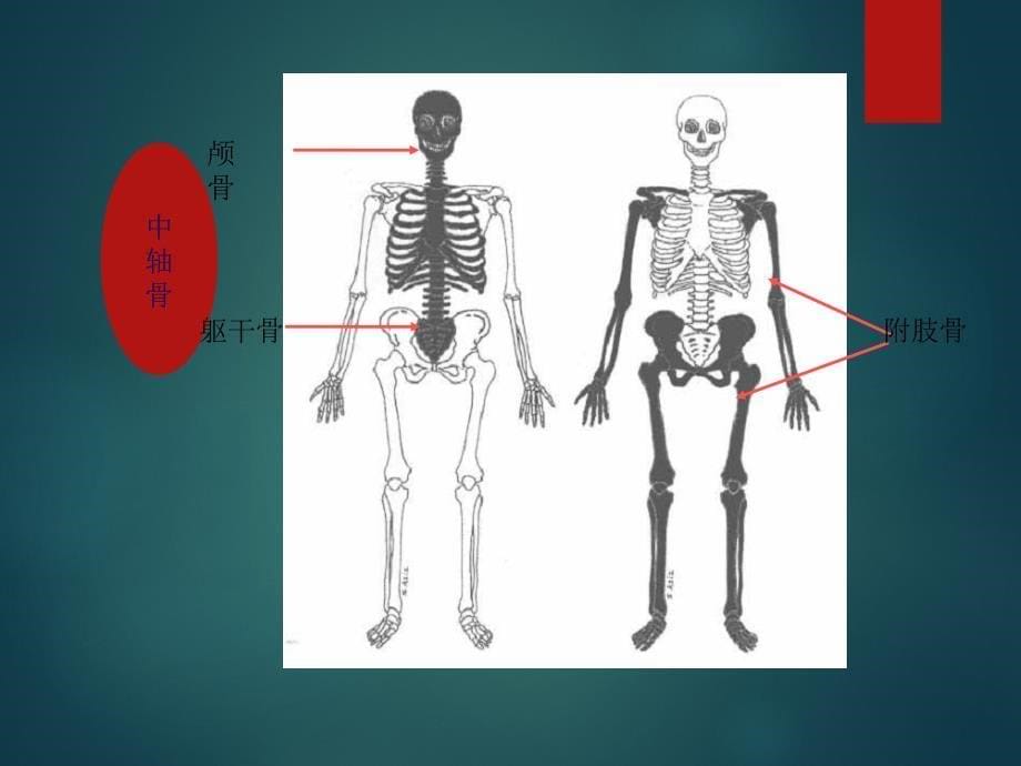 核医学全身骨显像骨显像_第5页