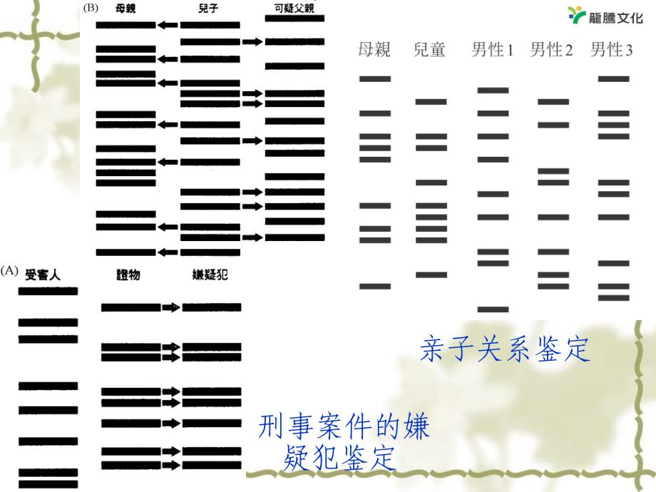 23遗传信息的携带者核酸课件_第3页