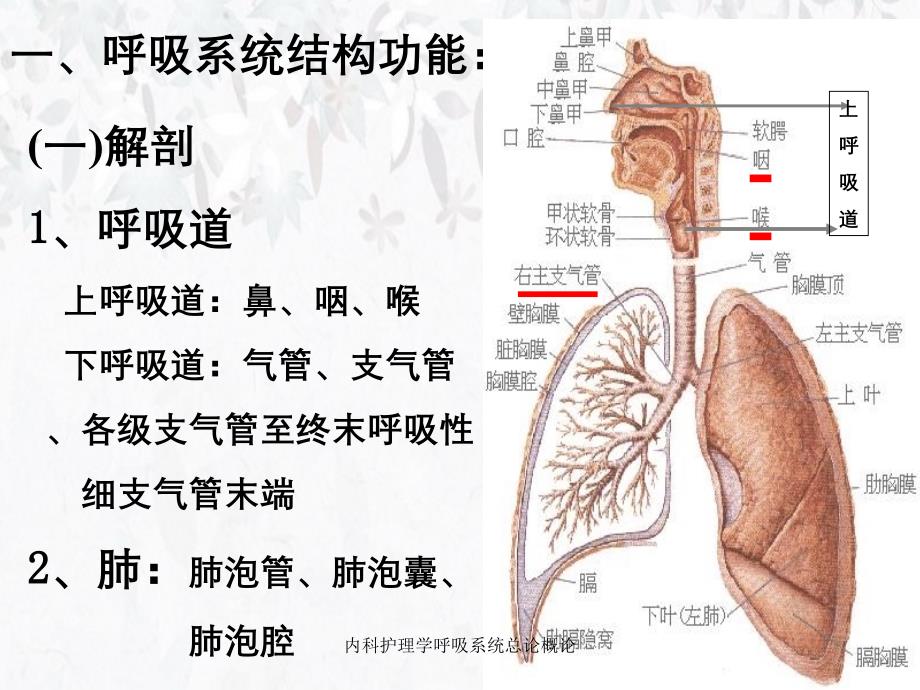 内科护理学呼吸系统总论概论课件_第4页