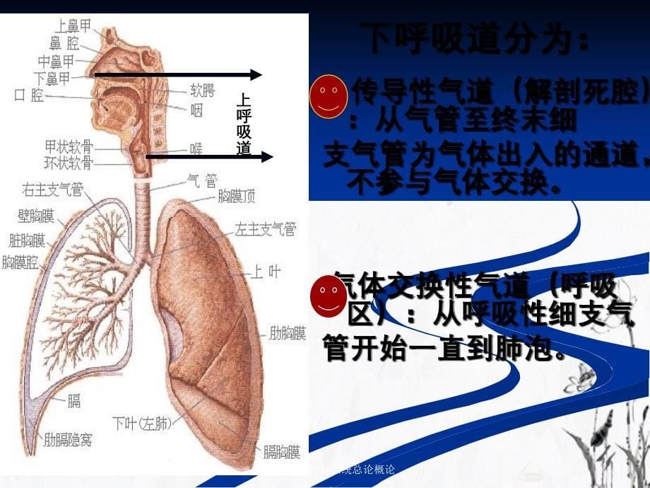 内科护理学呼吸系统总论概论课件_第5页