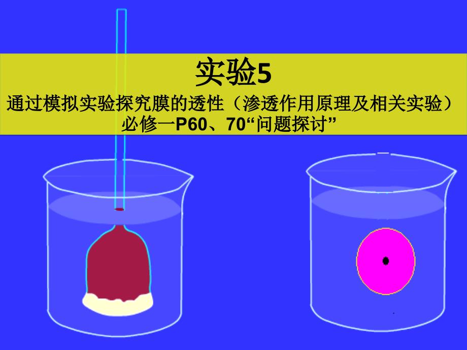 实验5-通过模拟实验探究膜的透性ppt课件_第1页