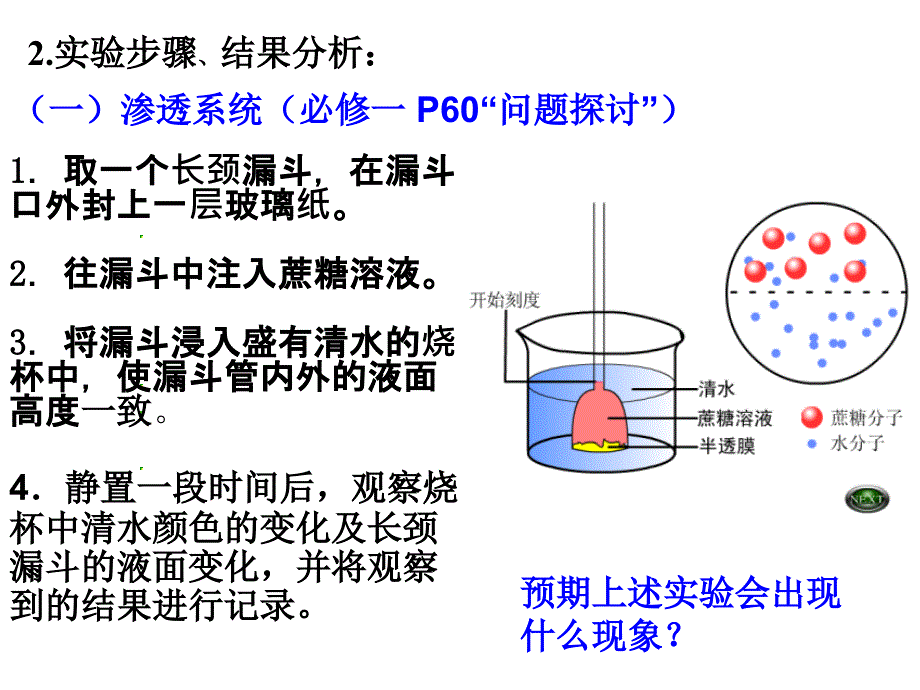 实验5-通过模拟实验探究膜的透性ppt课件_第4页