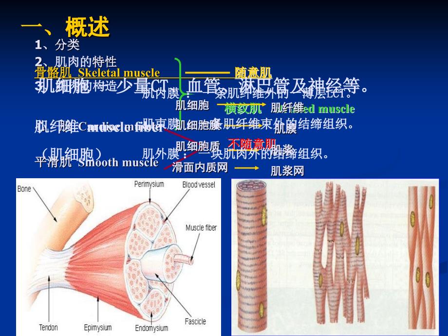 组织胚胎肌肉组织_第3页