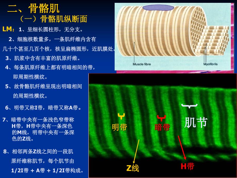 组织胚胎肌肉组织_第4页