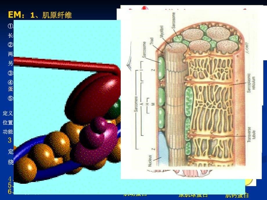 组织胚胎肌肉组织_第5页