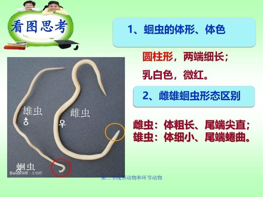 第二节线形动物和环节动物经典实用_第5页