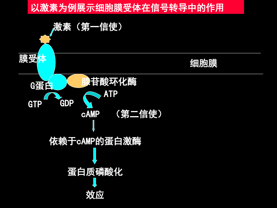 细胞信号转导障碍与疾病_第3页