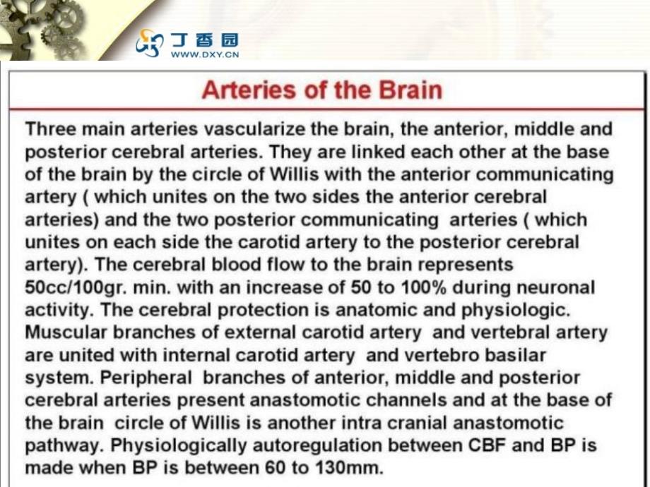 脑血管解剖与造影_第2页