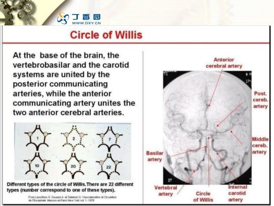 脑血管解剖与造影_第4页