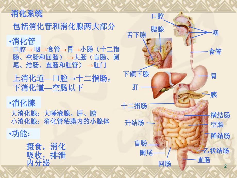 正常消化道解剖演示文档_第2页