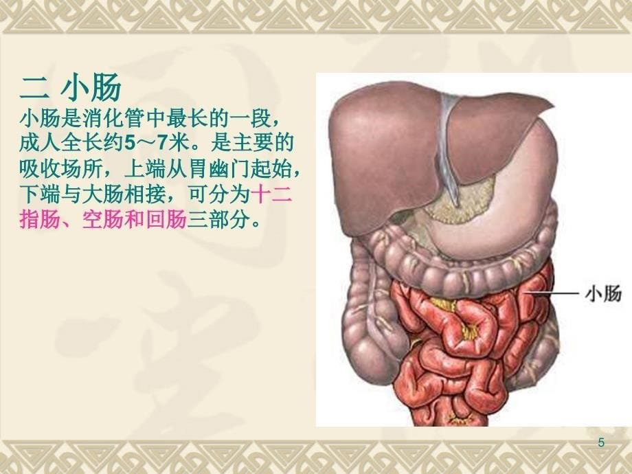 正常消化道解剖演示文档_第5页