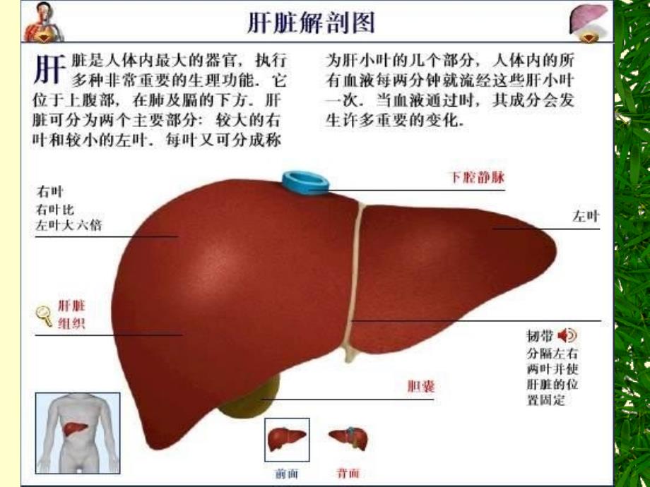 专科生物化学肝的生物化学文档资料_第4页