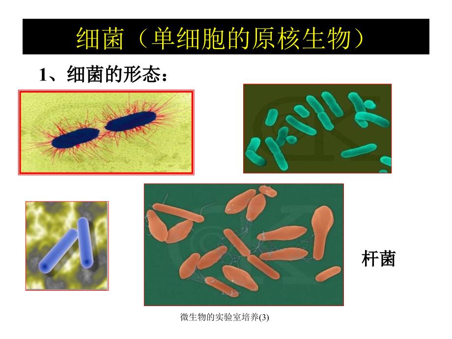 微生物的实验室培养3课件_第4页