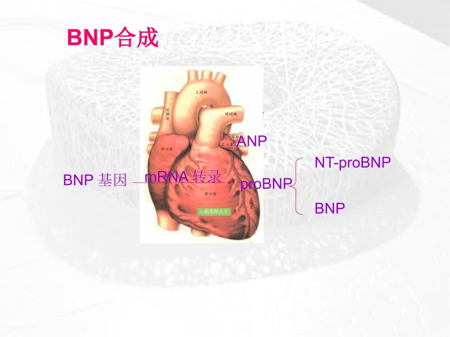 BNP及NTproBNP的临床应用课件幻灯PPT文档资料_第3页