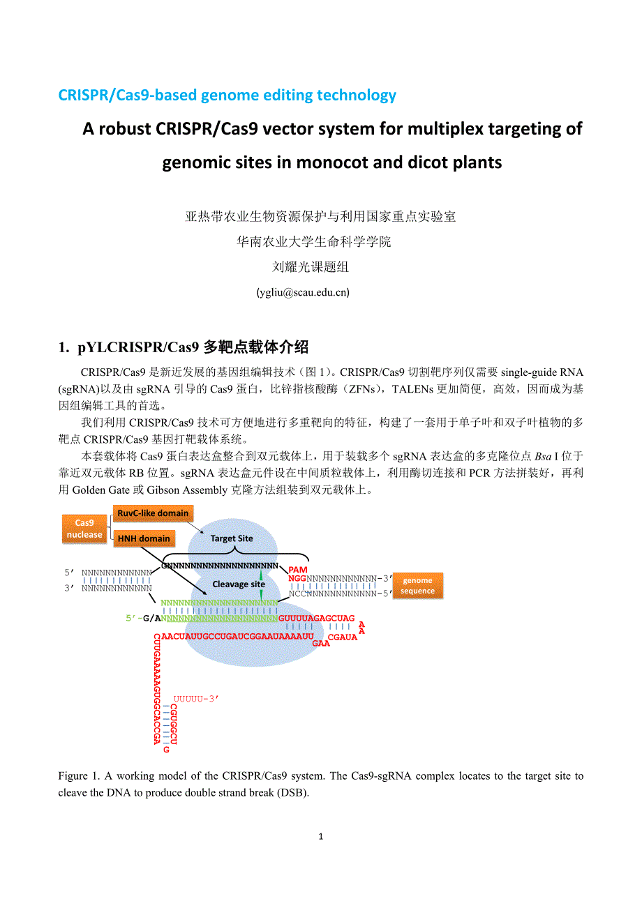 刘耀光多靶点pCRISPR载体单子叶和双子叶植物用使用方法_第1页