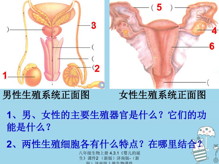 最新八年级生物上册4.3.1婴儿的诞生2_第2页