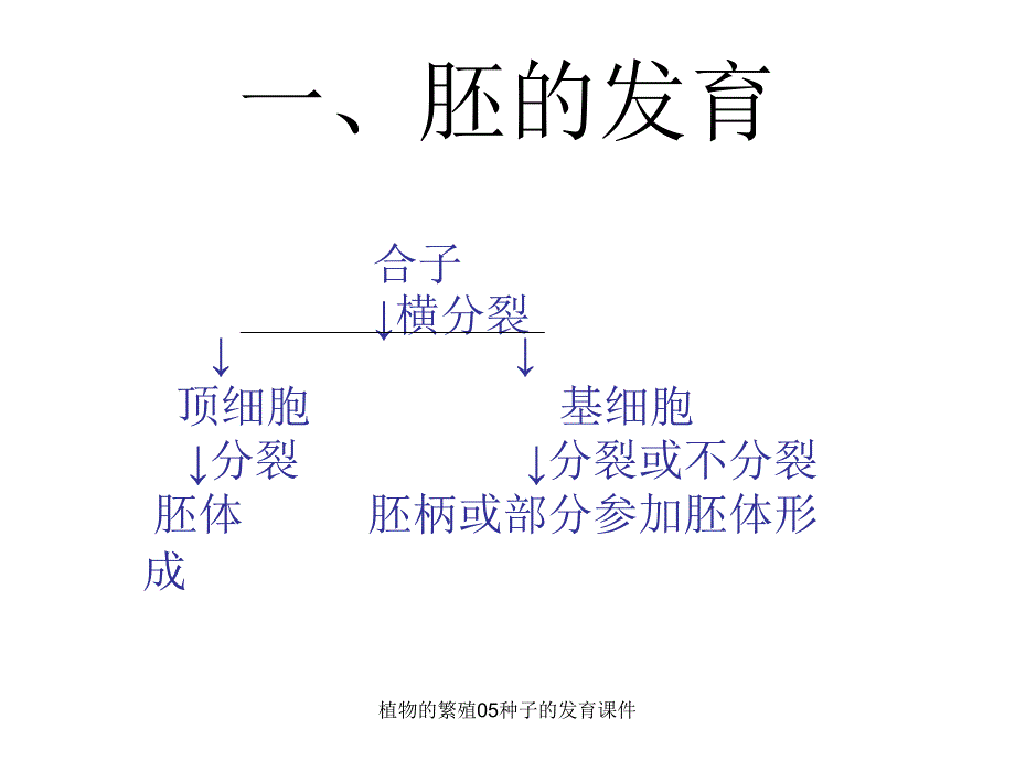 植物的繁殖05种子的发育课件_第2页