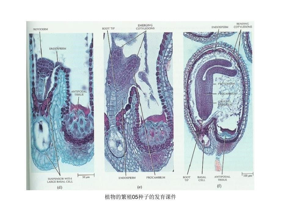 植物的繁殖05种子的发育课件_第5页