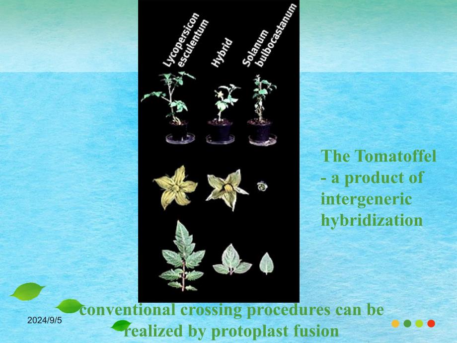 细胞工程植物原生质体培养与体细胞杂交ppt课件_第4页