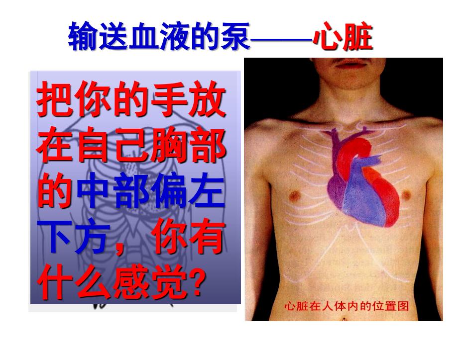 《心脏和血管》PPT课件_第3页