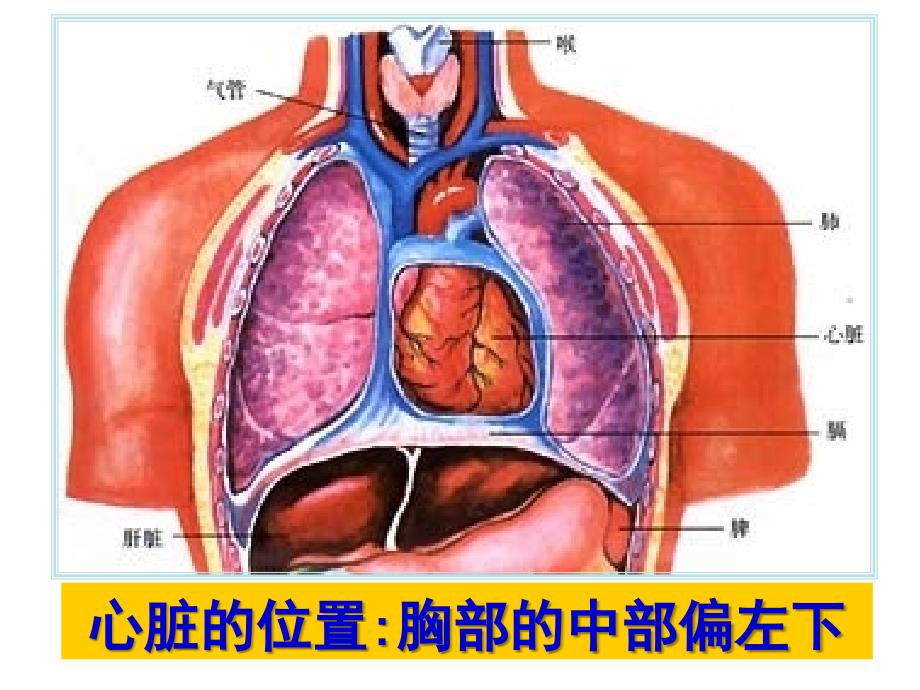 《心脏和血管》PPT课件_第4页