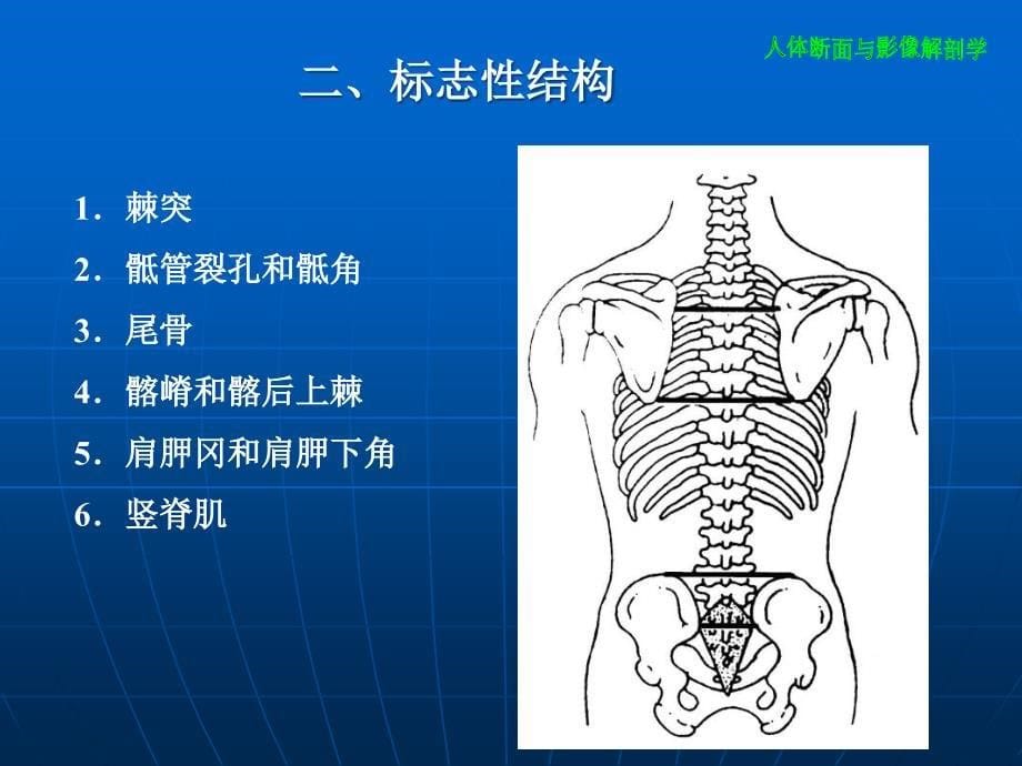 脊柱断层影像解剖学第七章脊柱区_第5页