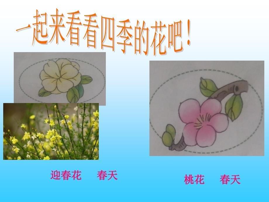 认识四季的花朵课件ppt_第5页