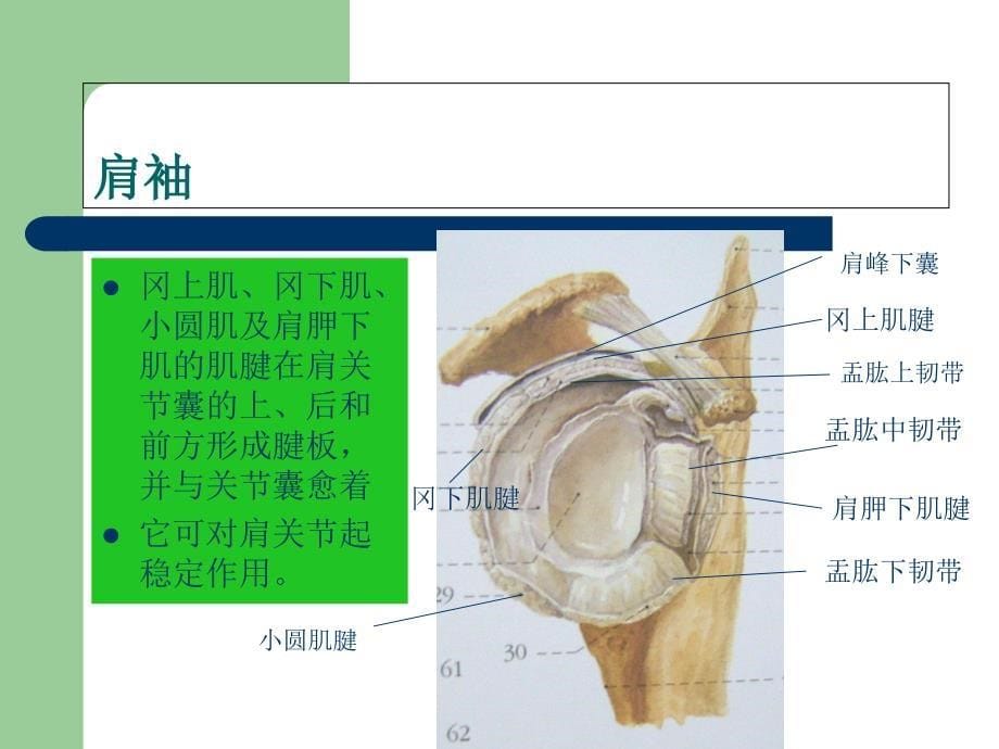 肩关节周围炎针灸治疗.ppt_第5页