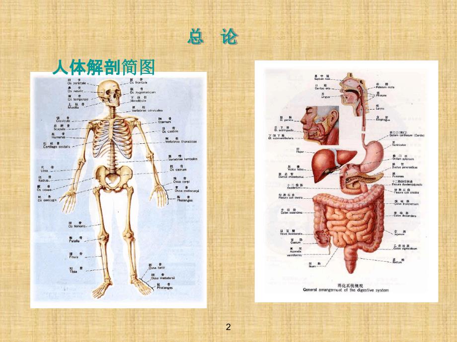 初中七年级生物下册522急救常识名师优质课件2鲁科版五四制_第2页